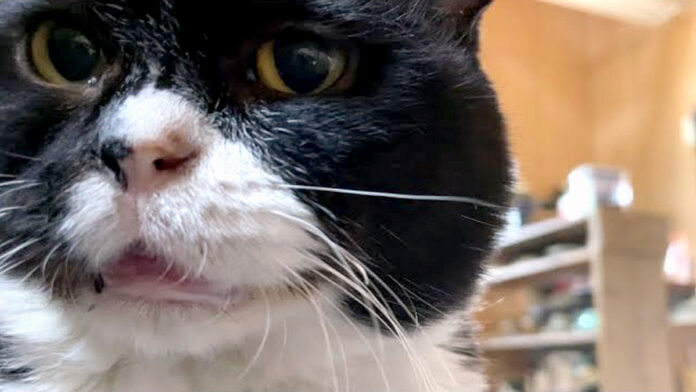 話しかけてくる猫