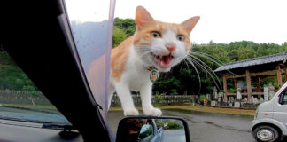 車に乗ってきた猫