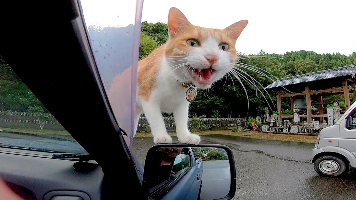 車に乗ってきた猫