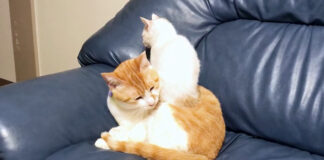 猫に乗る子猫