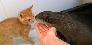 お風呂場の子猫とカワウソ