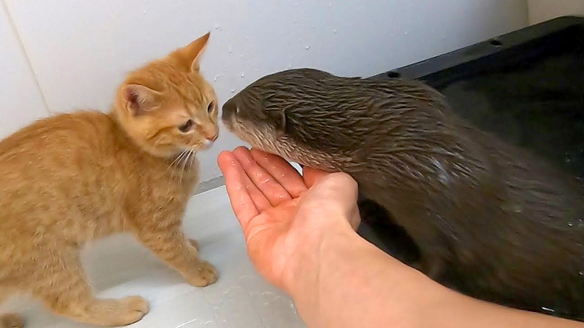 お風呂場の子猫とカワウソ