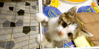 脱走する子猫