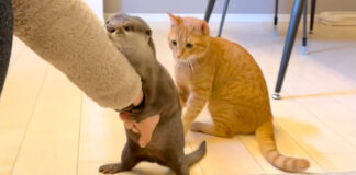 カワウソが気になる猫