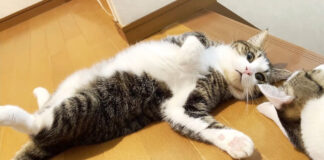 落ちてる猫達