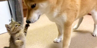 柴犬と子猫