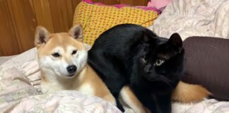 柴犬の上に座る猫