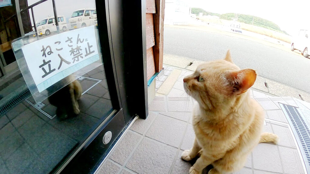 立入禁止に納得できない様子の猫さん。張り紙を見つめながら座り込みで