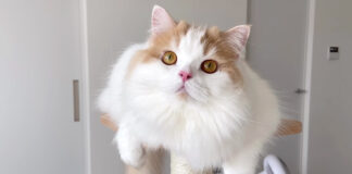 キャットタワーが気になる猫