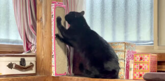 爪を研ぐ猫