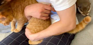 抱っこされる猫