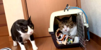 1年ぶりに再会した猫達