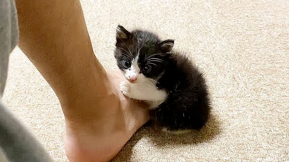 足にくっつく子猫