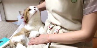 見上げる猫