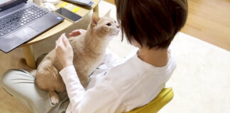 お母さんに甘える猫