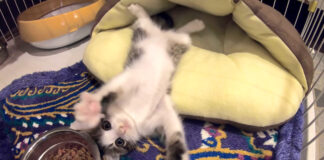 ヘソ天子猫