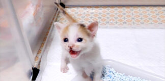 鳴く子猫