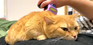 ブラッシングされる猫