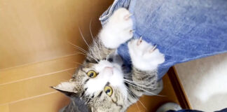 抱っこされたい猫