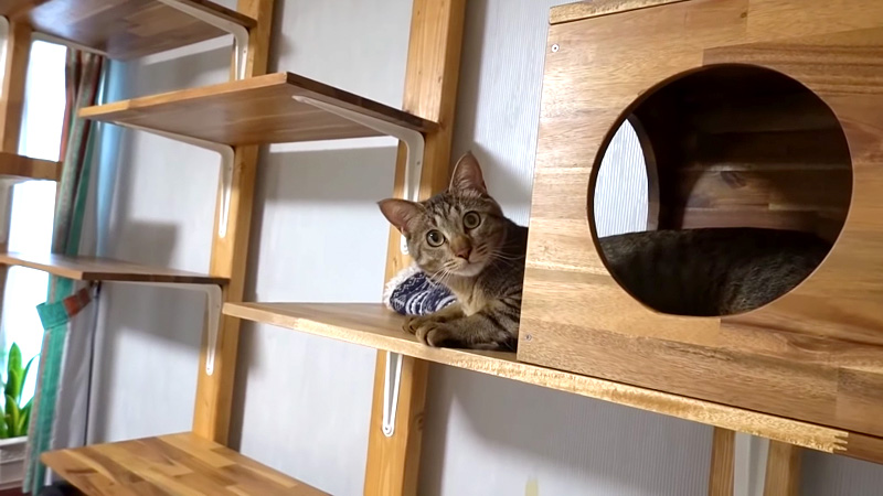キャットウォークが気に入った猫