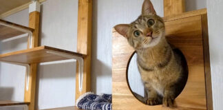キャットウォークが気に入った猫
