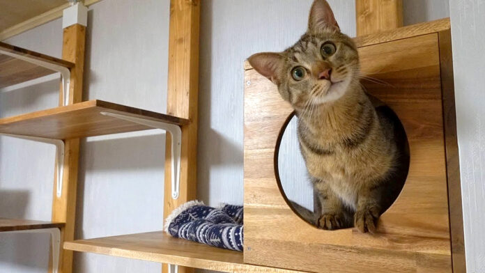 キャットウォークが気に入った猫