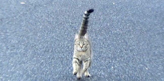 駆け寄って来る子猫