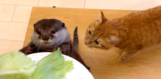 キャベツが食べたいカワウソと猫