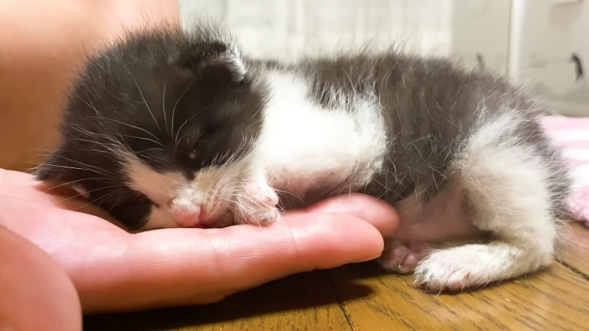 手で眠る子猫
