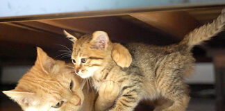 猫と子猫