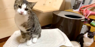 言い訳に聞こえる猫