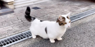 敷地の外に出た猫