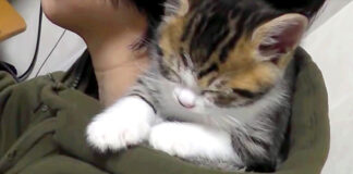 肩で眠る子猫