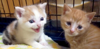 警戒する子猫