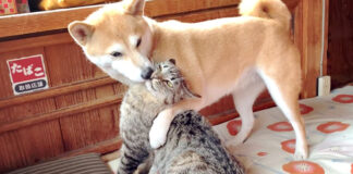 柴犬にキスされる猫