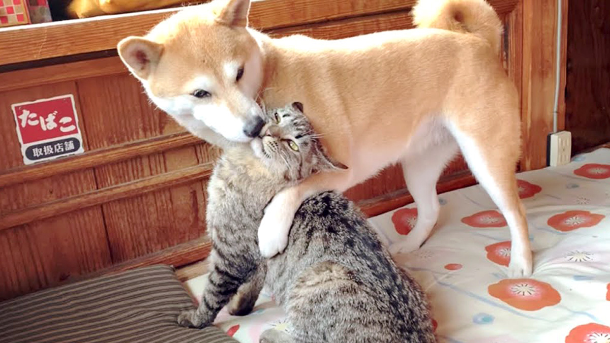 柴犬にキスされる猫