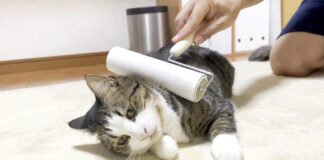 コロコロされる猫