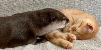 子猫とカワウソ