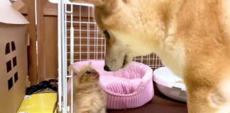 柴犬と子猫