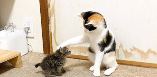グイグイ突撃する赤ちゃん猫