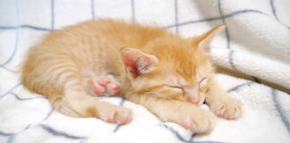 眠たそうな子猫