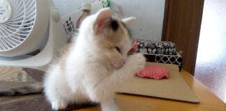保護した翌日の子猫