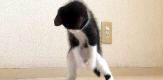 煮干しに荒ぶる子猫