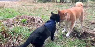柴犬と猫