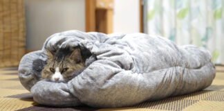 猫ロール
