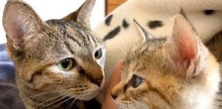 猫達