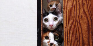 部屋を覗く猫達