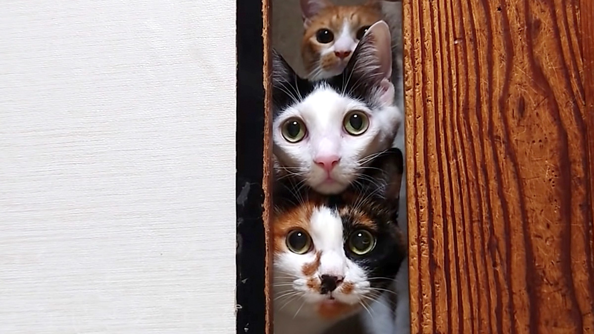 部屋を覗く猫達