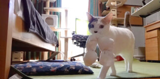 お留守番する猫