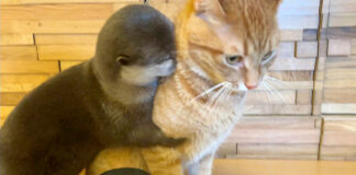 猫の抱きつくカワウソ